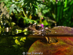 Sue's Pond by Joe Daniels 